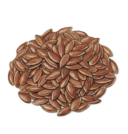 Flaxseeds - Omega-3 rich flaxseeds - Premium quality dry fruits from Kashmir